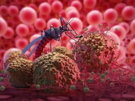 A mosquito