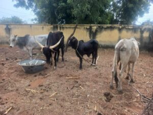 IMG 20251205 WA0034 IMG 20251205 WA0034