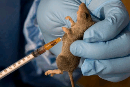 Lassa Fever