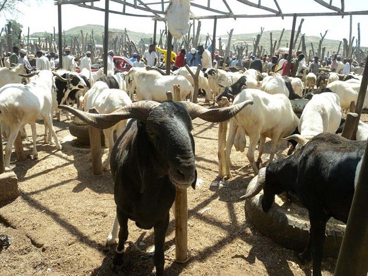 Revenue collectors, ‘Area boys’ disrupt ram dealers, market chairman laments Ram Market