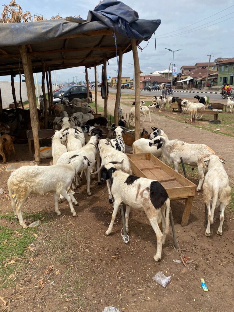 Rams