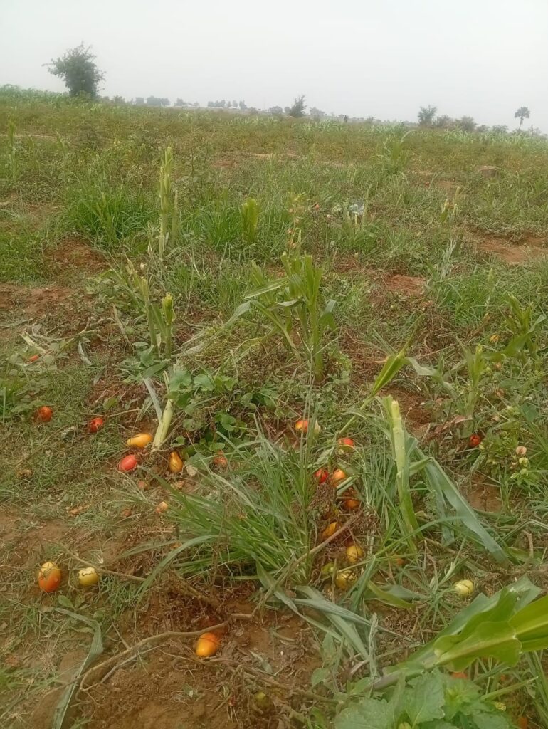 Herbicide attack destroys over four hectares of farmland in Plateau farmland that have been destroyed in Gassa