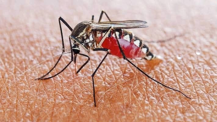 Adamawa to flag off statewide malaria campaign June 25 mosquito